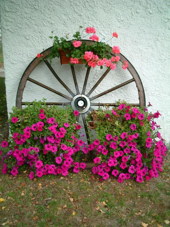 Fleurs sur ancienne roue