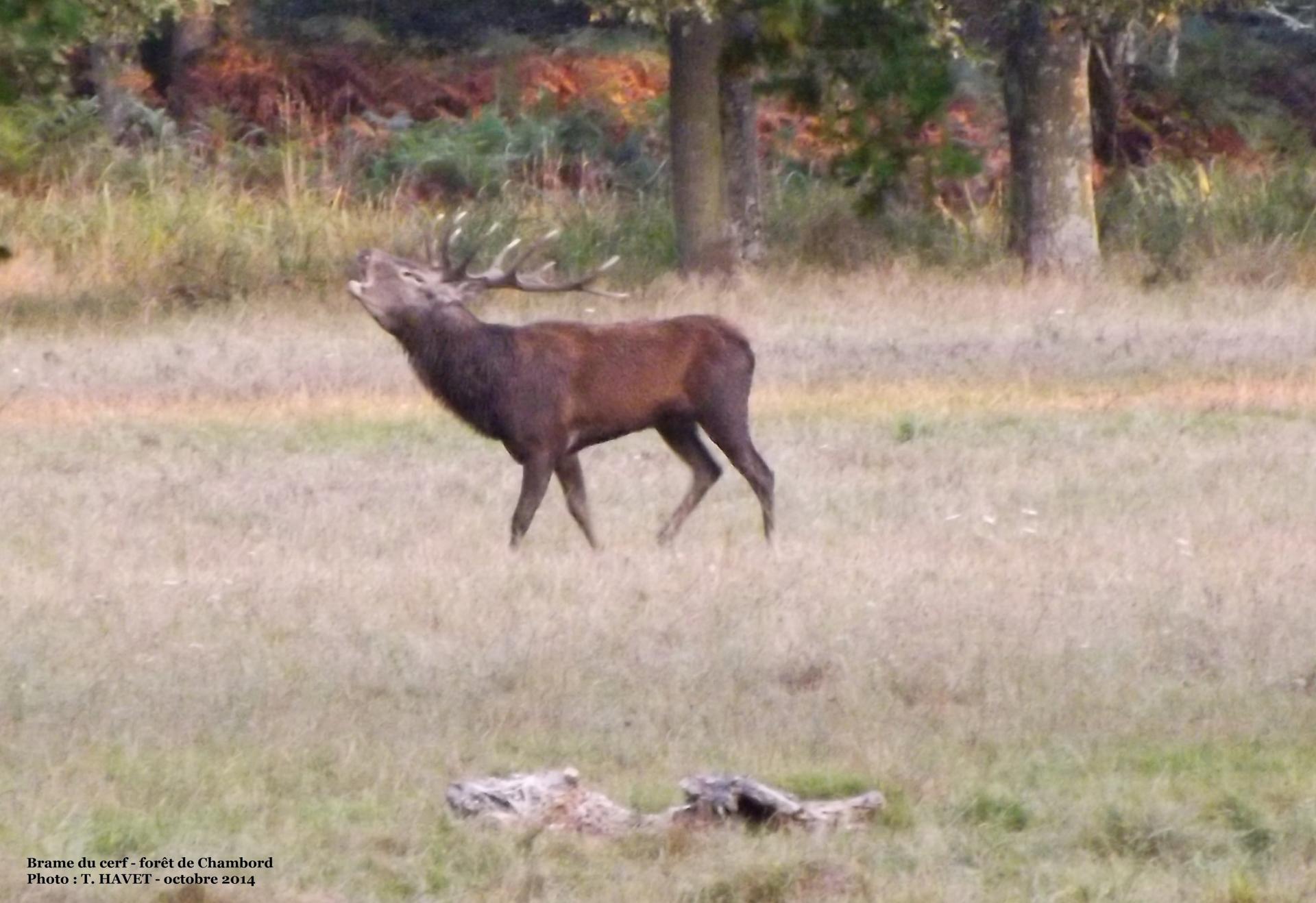 Brame cerf chambord