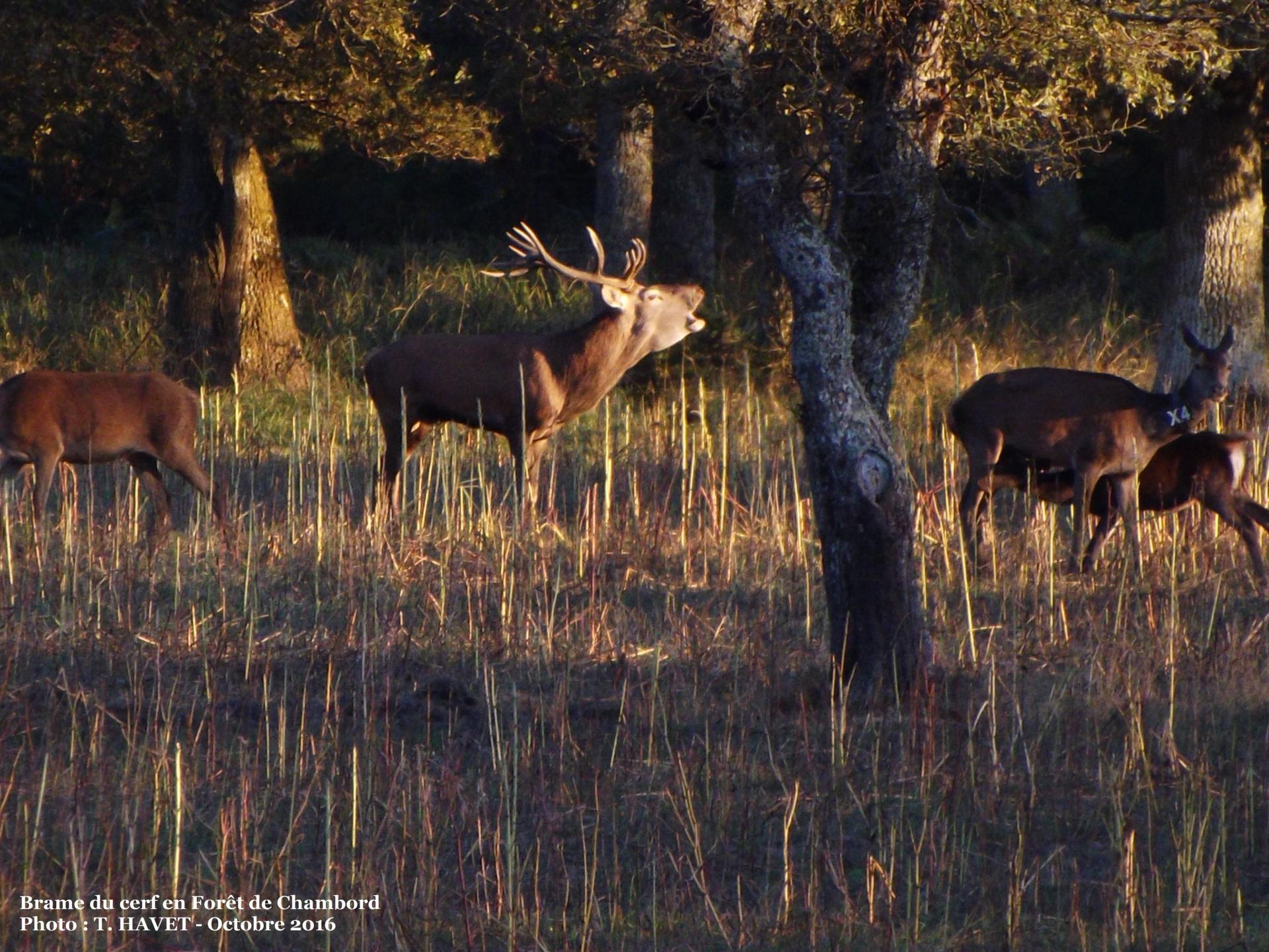 Brame du cerf chambord