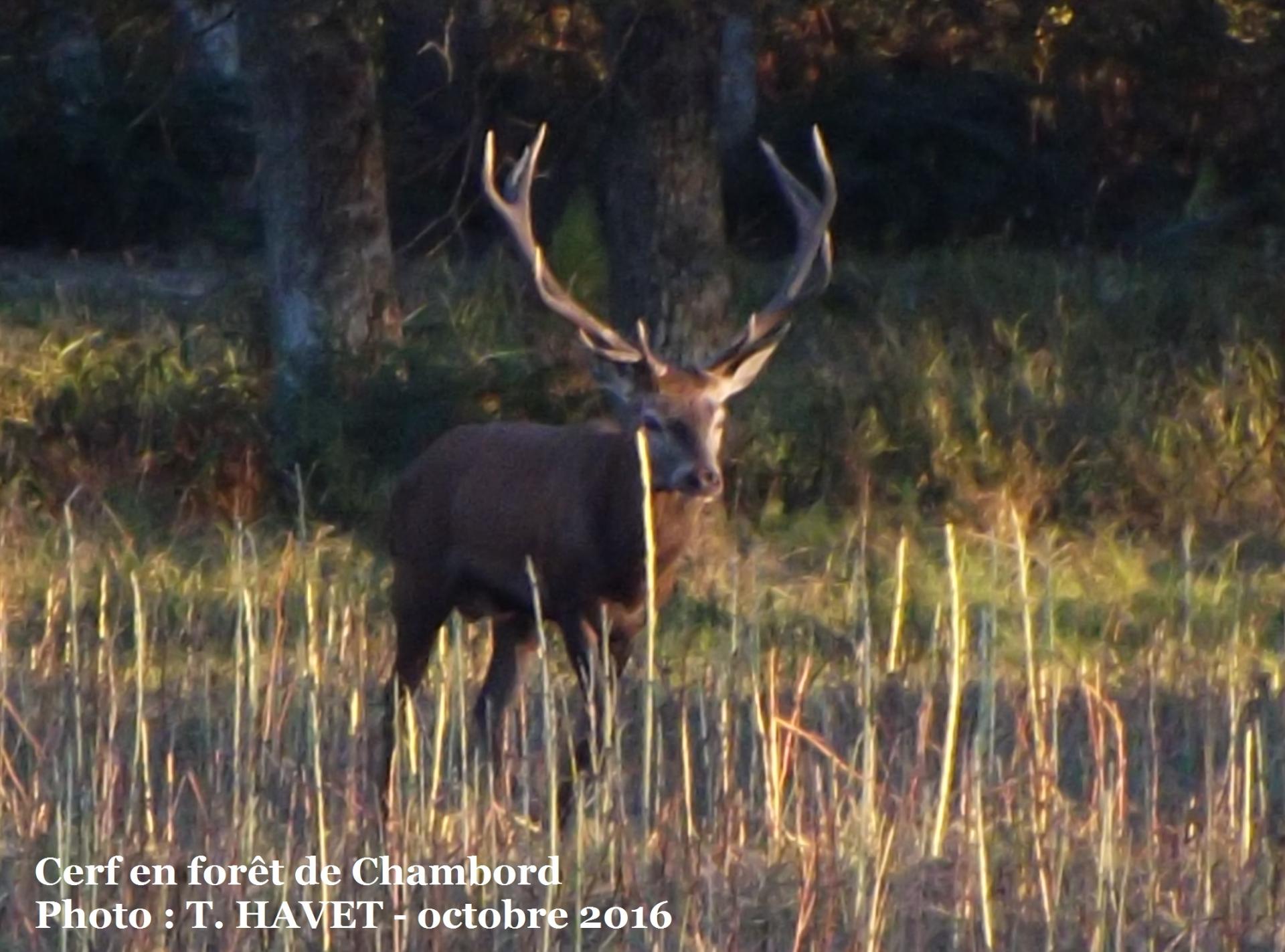 Cerf chambord