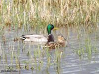 Couple de canards colvert