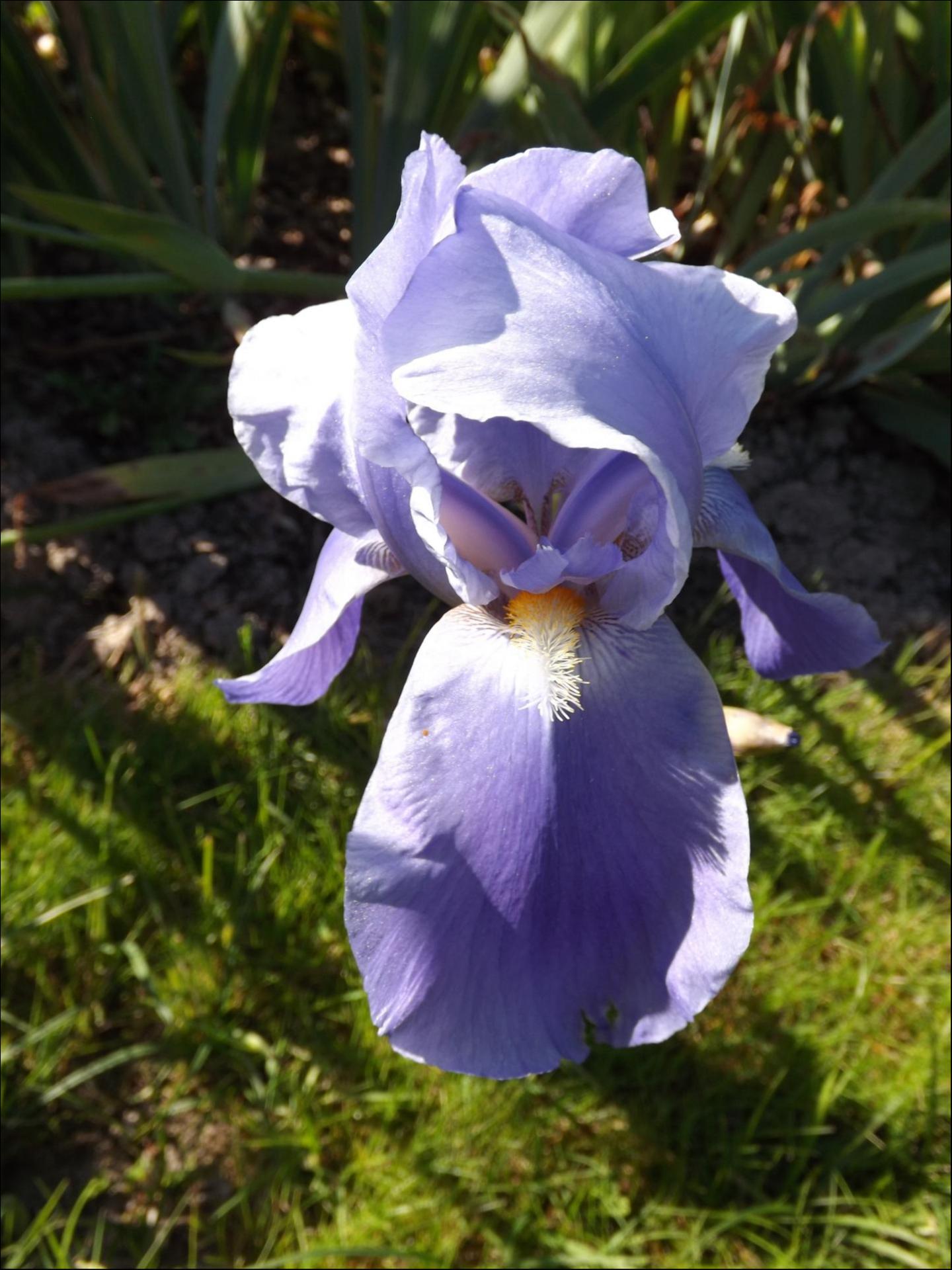 Iris bleu clair