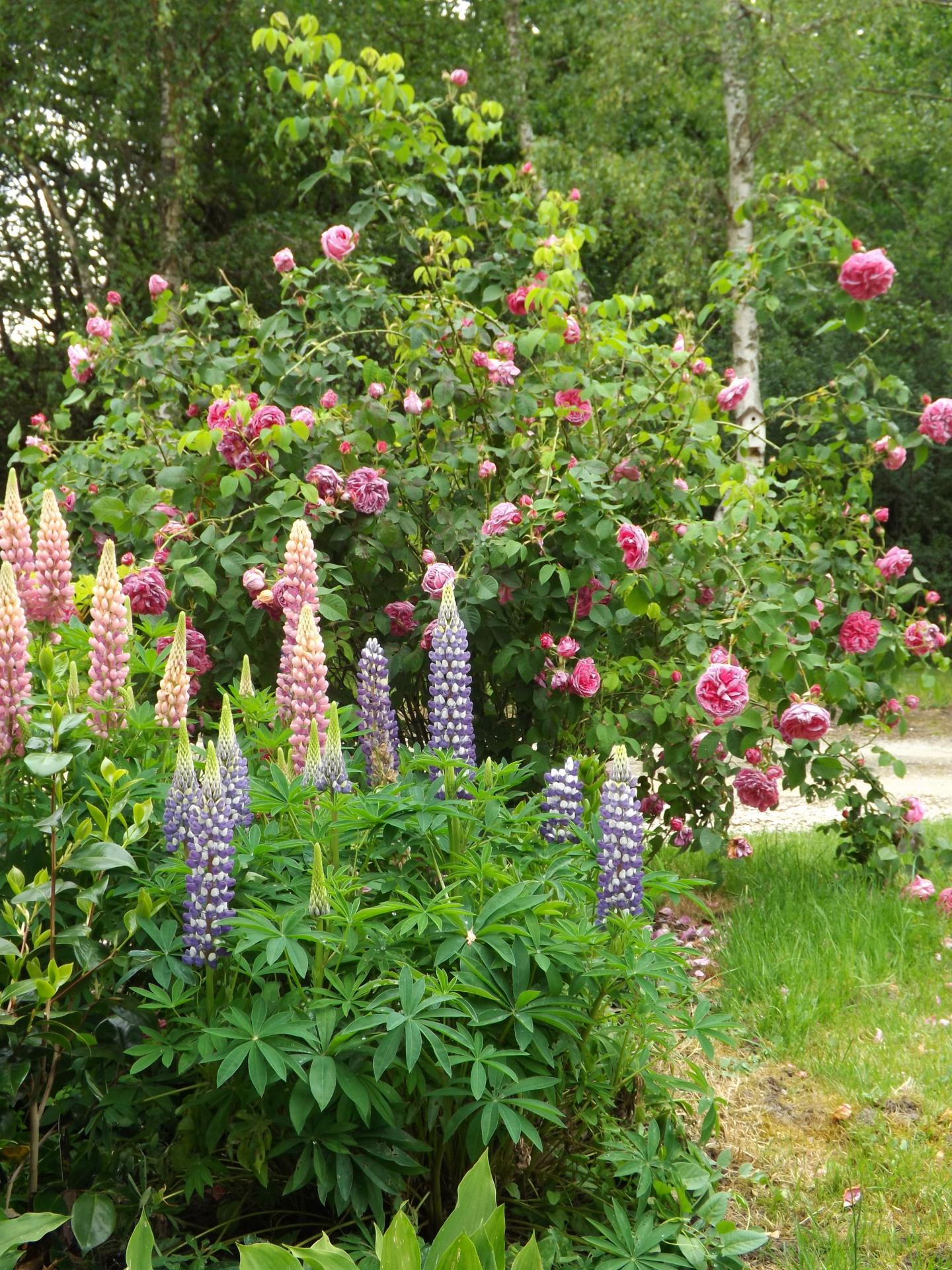 Lupins et Roses
