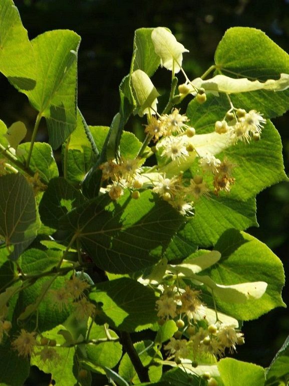 Fleurs de tilleul