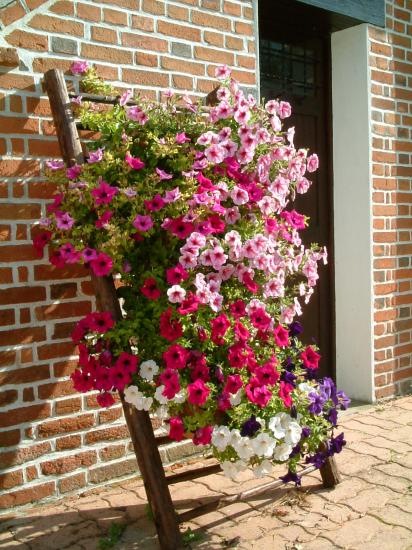 Fleurs au long d'un mur