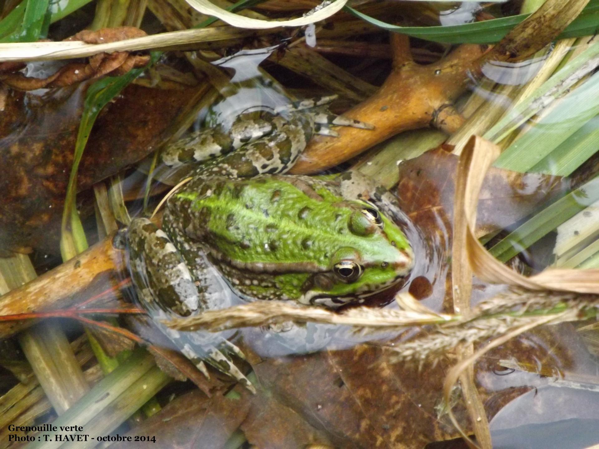 Grenouille verte