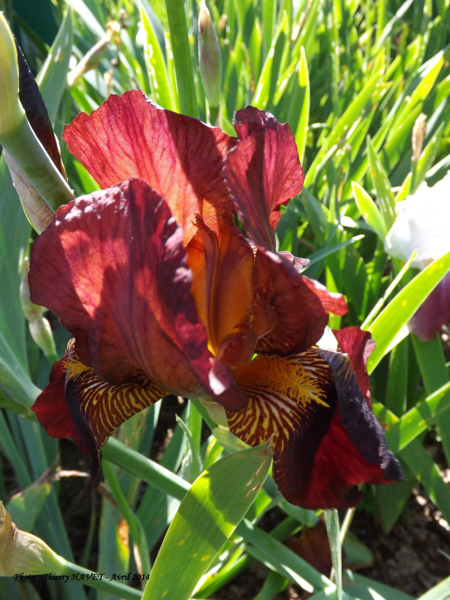 Iris rouge