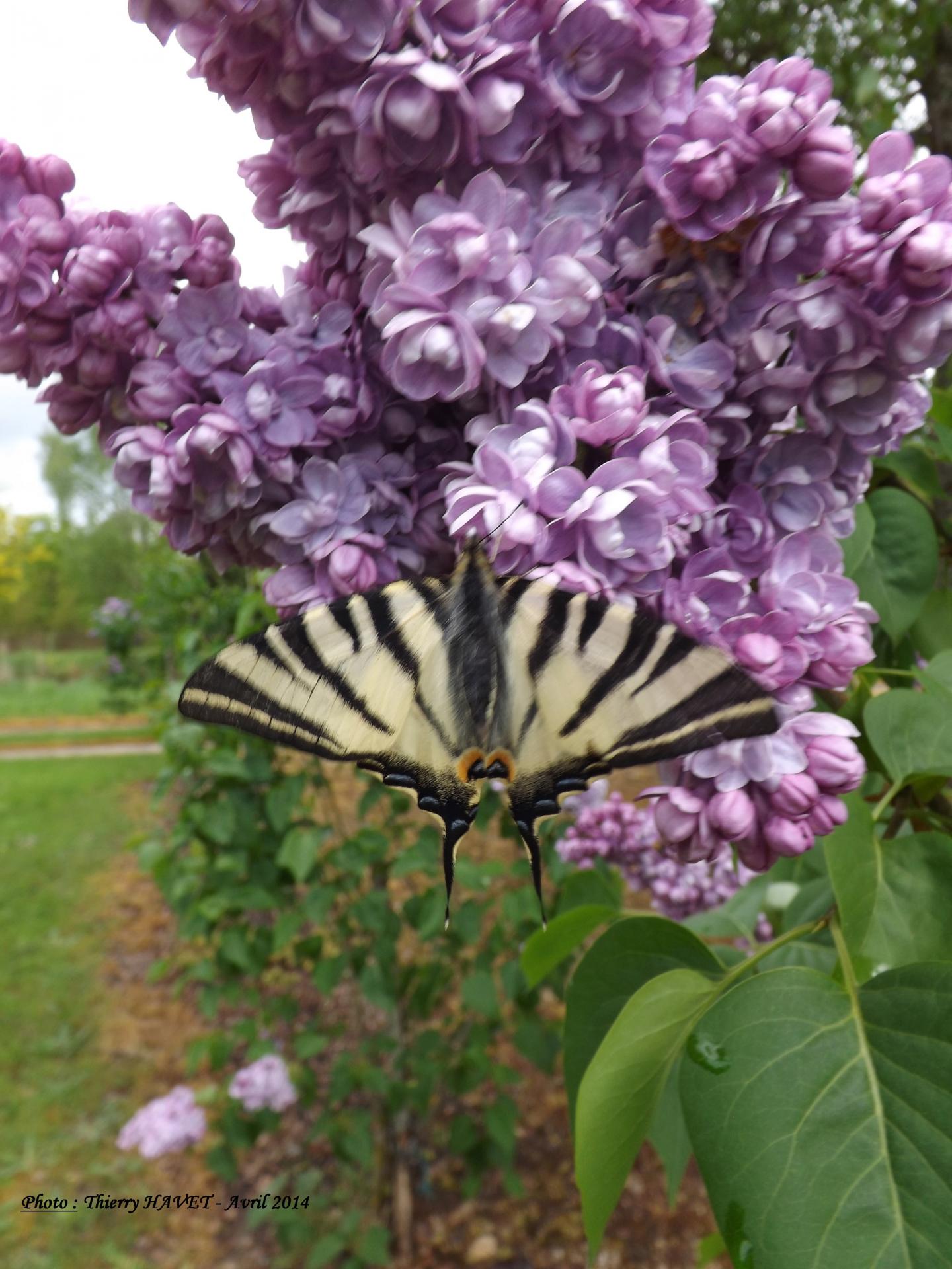 Lilas et papillon