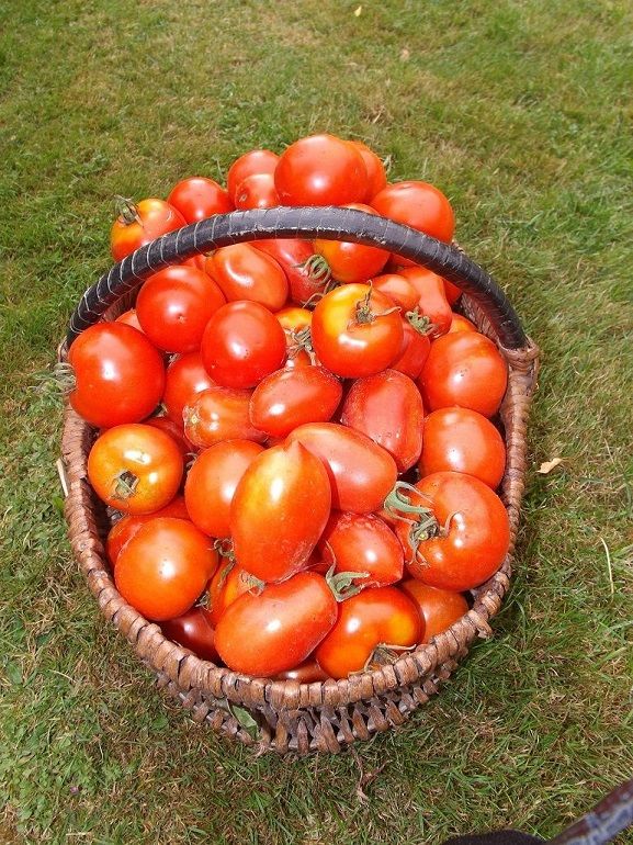 une récolte de tomates