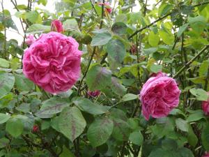 Roses anciennes