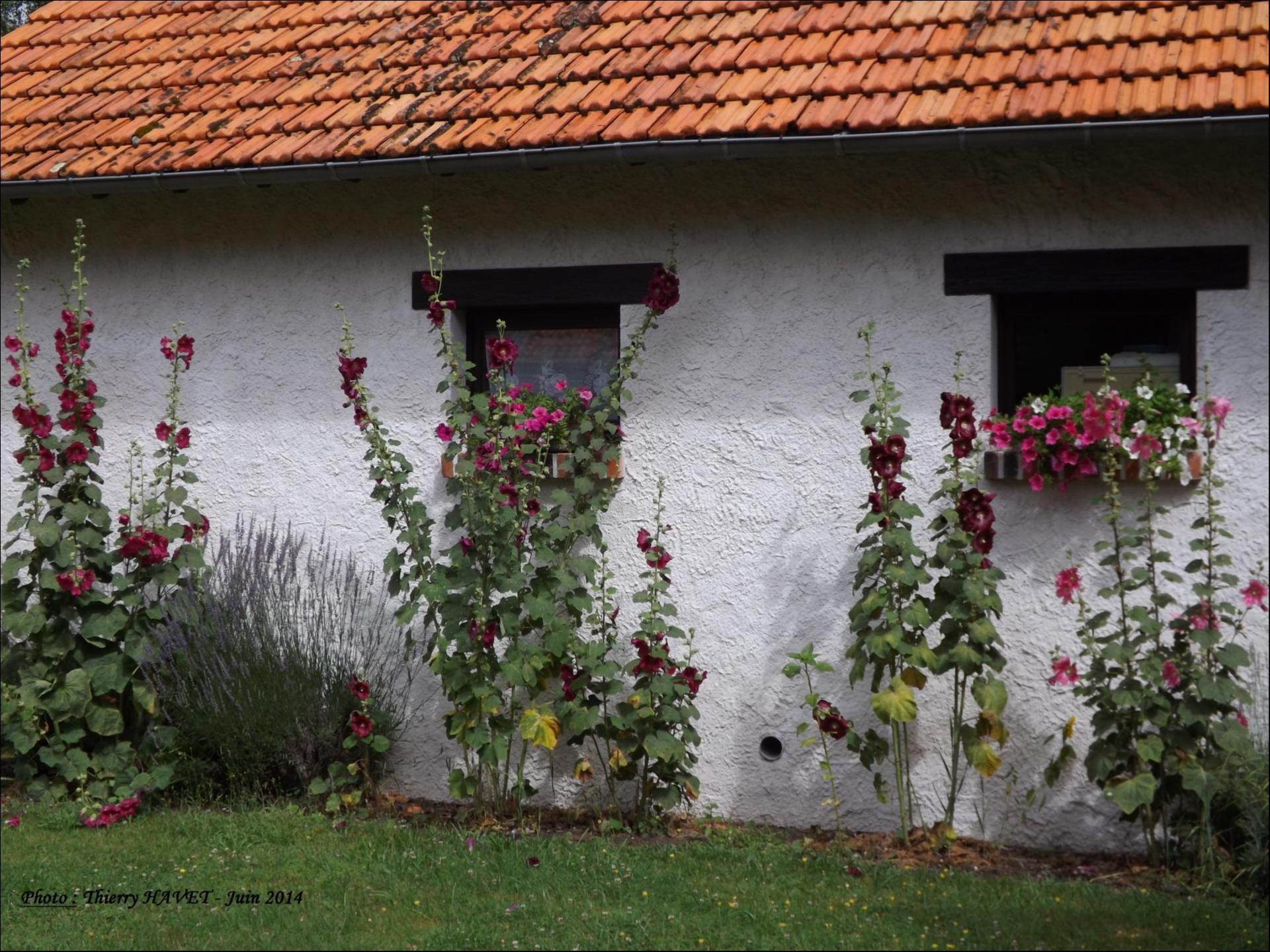 Roses tremières et lavandes