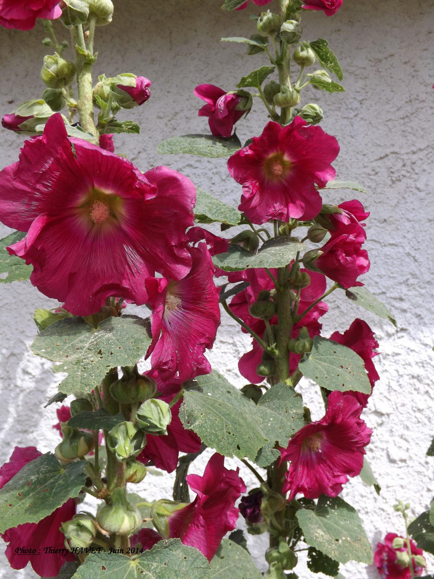 Roses trémières