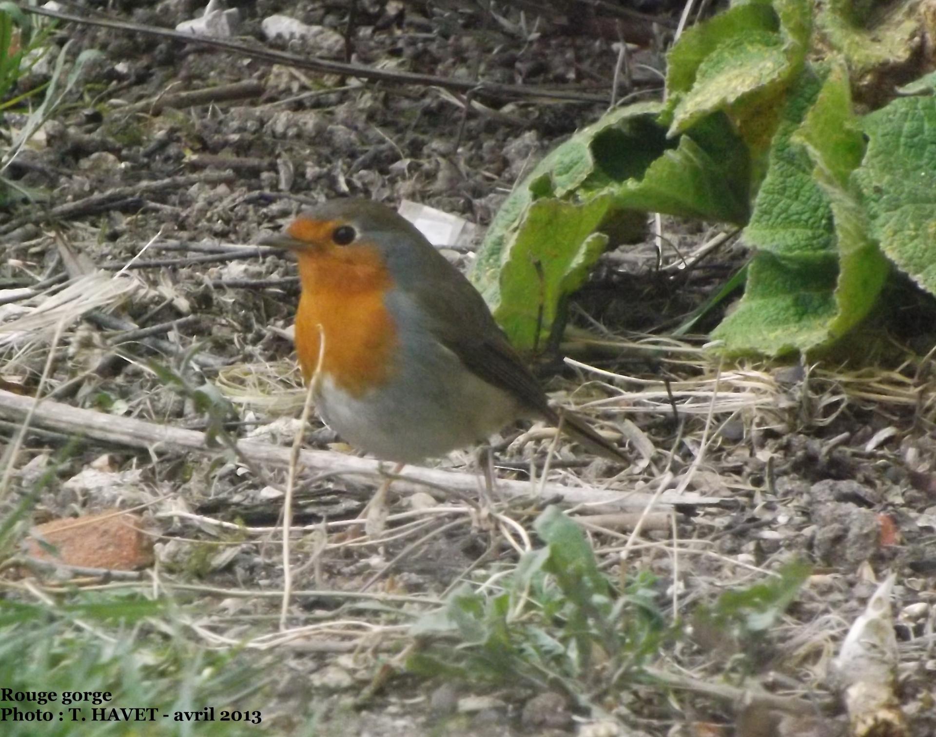 Rouge gorge